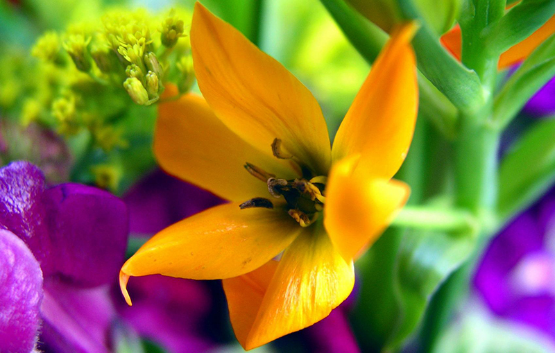 Horticulteur Saint-Joseph