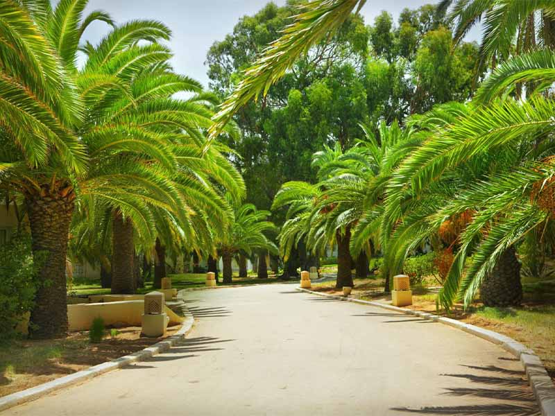 Plantes vertes Saint-Joseph