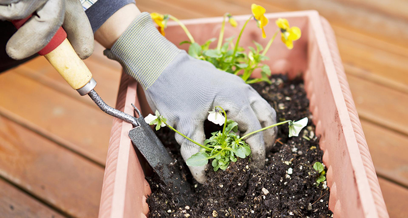 Horticulteur Le Lamentin
