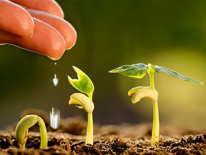 Plantes vertes Le Lamentin